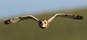 SaaSビジネスにおけるSEOを活用した集客方法は？