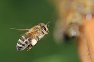 SaaSにおける顧客要望の収集手法とは？