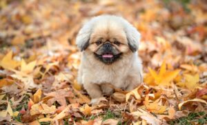 Adpressoを使った効果的な広告運用の方法は？