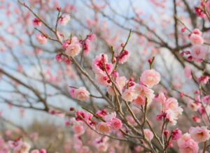 salesforceを使ったアパレル業界での効果的な使い方は？