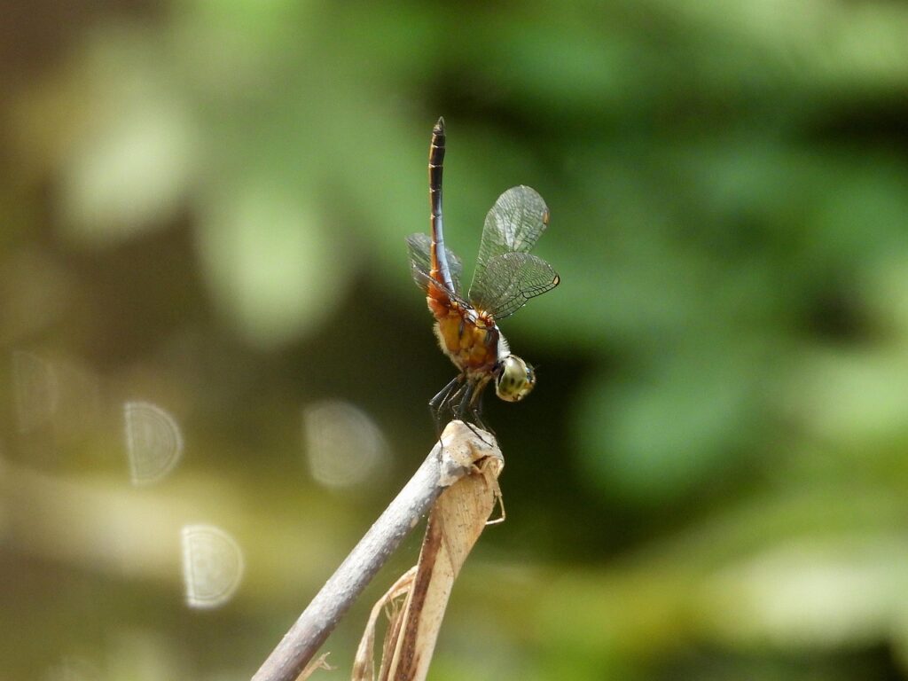 MAU DAU SaaSの意味とは何ですか？