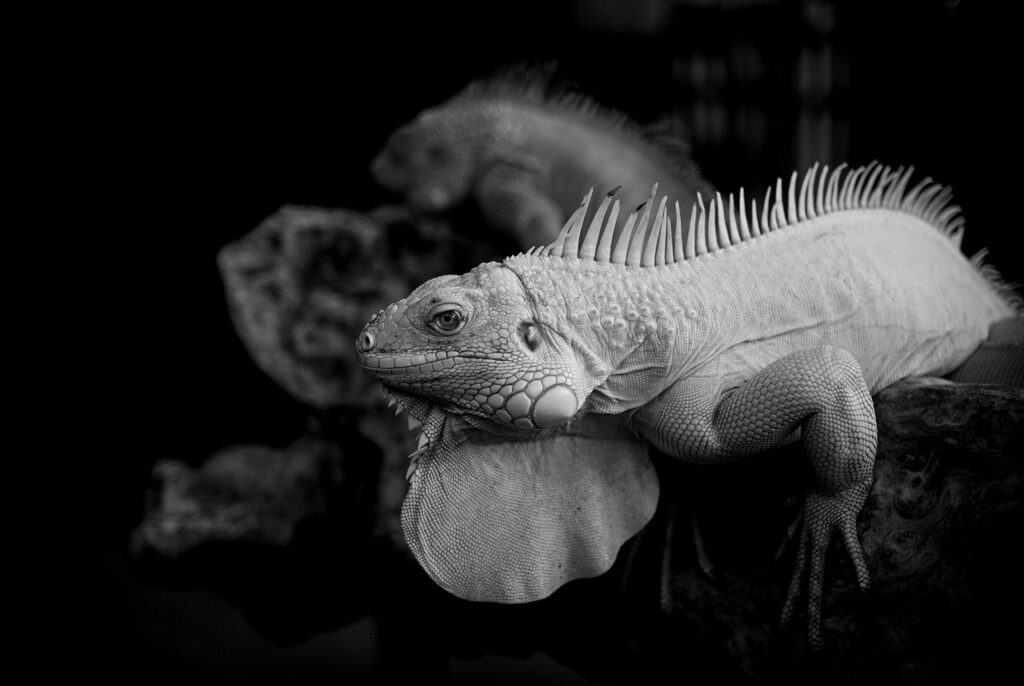 集客施策におけるSaaSの成功事例とは？